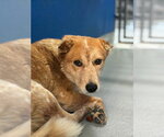 A257212 - Female Texas Heeler-Unknown Mix Dog for Adoption - Small photo