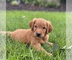 Small Photo #4 Golden Retriever Puppy For Sale in WOLCOTT, IN, USA