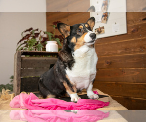 Pembroke Welsh Corgi Puppy for sale in WAKARUSA, IN, USA