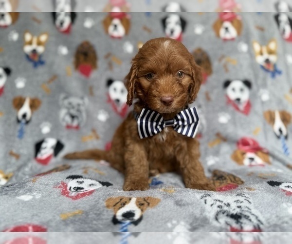 Medium Photo #4 Cockapoo (Miniature) Puppy For Sale in LAKELAND, FL, USA