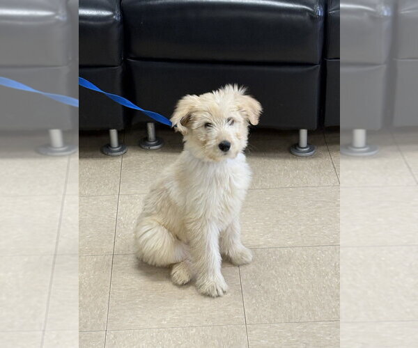 Medium Photo #4 Poodle (Miniature)-Unknown Mix Puppy For Sale in Oak Bluffs, MA, USA