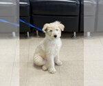 Small #3 Poodle (Miniature) Mix