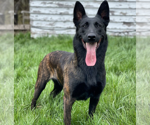 Mother of the Dutch Shepherd Dog puppies born on 03/28/2024
