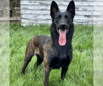 Small Photo #1 Dutch Shepherd Dog Puppy For Sale in GLENVIEW, IL, USA