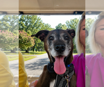 Small #7 Plott Hound Mix