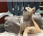 Small #2 Shiba Inu