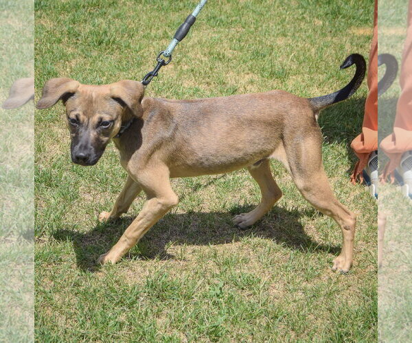 Medium Photo #2 Italian Greyhound-Jack Russell Terrier Mix Puppy For Sale in Huntley, IL, USA