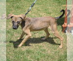 Small #1 Italian Greyhound-Jack Russell Terrier Mix