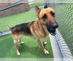 Small German Shepherd Dog Mix