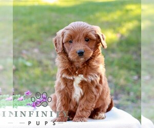 Goldendoodle (Miniature) Puppy for sale in LITITZ, PA, USA