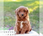 Emma - Female Goldendoodle (Miniature) Puppy for Sale - Small photo