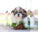 Small Photo #35 Shih Tzu Puppy For Sale in SYRACUSE, IN, USA