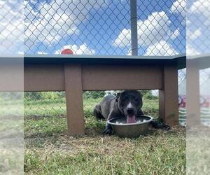 American Pit Bull Terrier-Unknown Mix Dogs for adoption in Pasadena, TX, USA