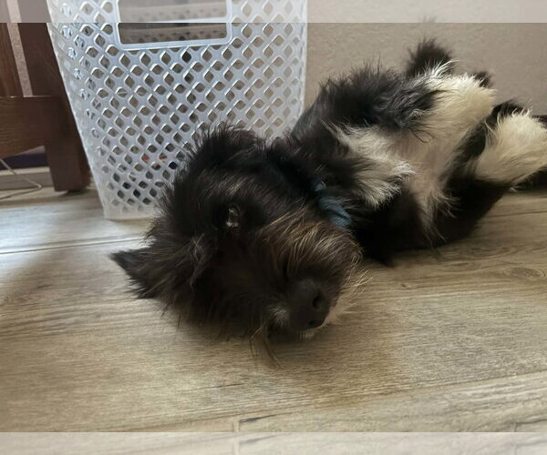 Medium Photo #4 Mutt Puppy For Sale in Boonton, NJ, USA