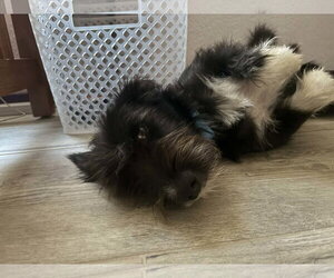 Mutt Dogs for adoption in Boonton, NJ, USA