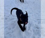 Small #7 Labrador Retriever Mix