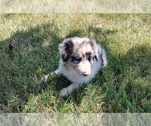 Border Collie Puppy for sale in WEST LIBERTY, KY, USA