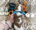 Small #4 Cavalier King Charles Spaniel