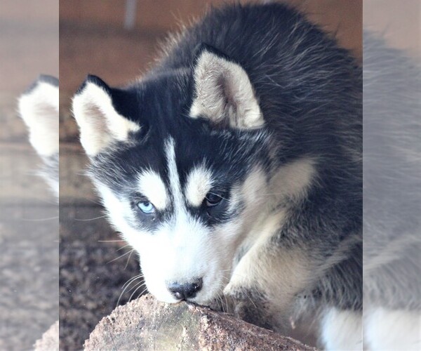 Medium Photo #6 Siberian Husky Puppy For Sale in STEVENS, PA, USA