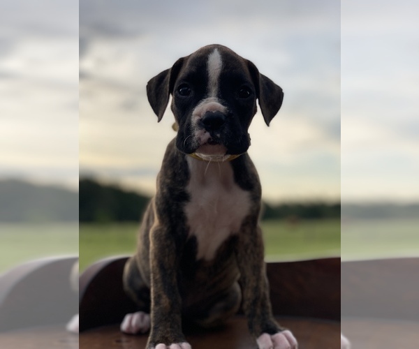 Medium Photo #11 Boxer Puppy For Sale in WAUCHULA, FL, USA