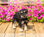 Small #23 Schnauzer (Miniature)