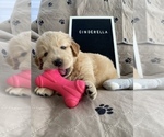Puppy 2 Golden Retriever