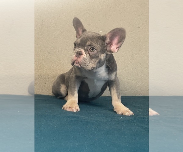 Medium Photo #15 French Bulldog Puppy For Sale in BEVERLY HILLS, CA, USA