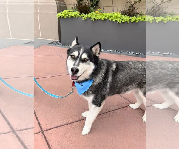 Medium Photo #8 Siberian Husky Puppy For Sale in Cedar Crest, NM, USA