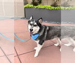 Small #7 Siberian Husky