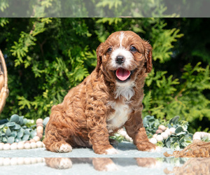 Medium Cavapoo