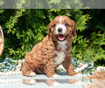Puppy Colton Cavapoo