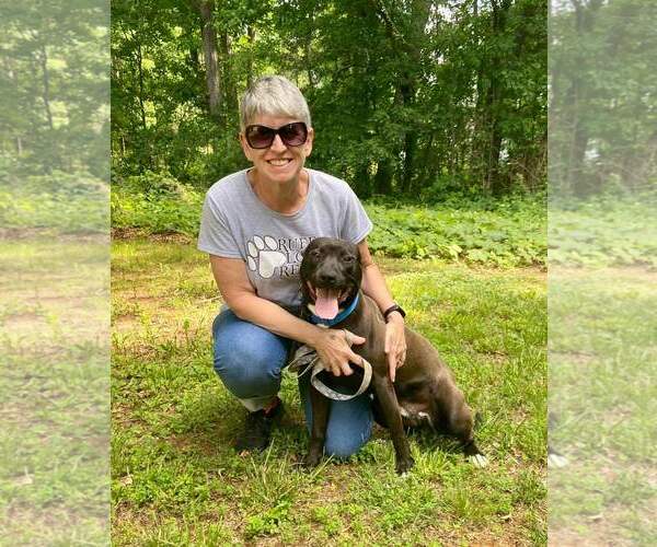 Medium Photo #5 American Staffordshire Terrier-Labrador Retriever Mix Puppy For Sale in Thomasville, NC, USA