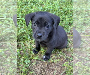 Labrador Retriever-Unknown Mix Dogs for adoption in Hillsboro, MO, USA