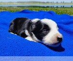 Small Photo #48 Border Collie Puppy For Sale in NORBORNE, MO, USA