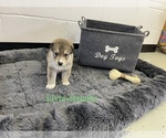 Small Photo #1 Australian Shepherd-German Shepherd Dog Mix Puppy For Sale in CANAL WHCHSTR, OH, USA