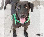 Small #6 Labrador Retriever Mix
