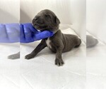 Puppy Mr Gray Newfoundland