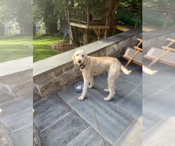 Medium Photo #3 Labrador Retriever Puppy For Sale in Brewster, NY, USA