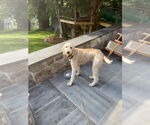 Small #2 Labrador Retriever