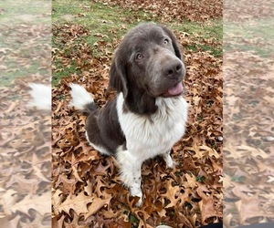 Mother of the Newfoundland puppies born on 11/26/2025