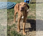 Small #3 Labrador Retriever Mix