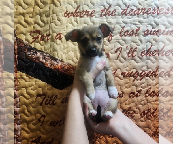Medium Photo #4 Chiweenie Puppy For Sale in BLUFF CITY, TN, USA