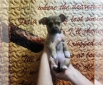Litter of 4 - Female ChiweenieLitter of Puppies for Sale - Photo #4