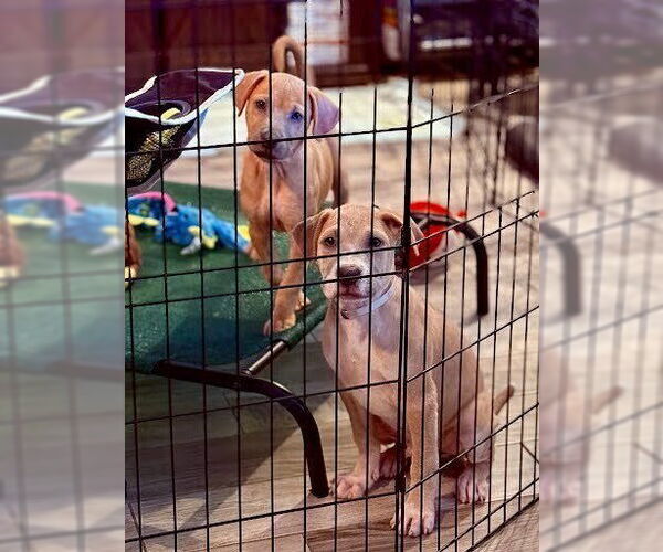 Medium Photo #3 American Pit Bull Terrier-Labrador Retriever Mix Puppy For Sale in Lakewood, CO, USA