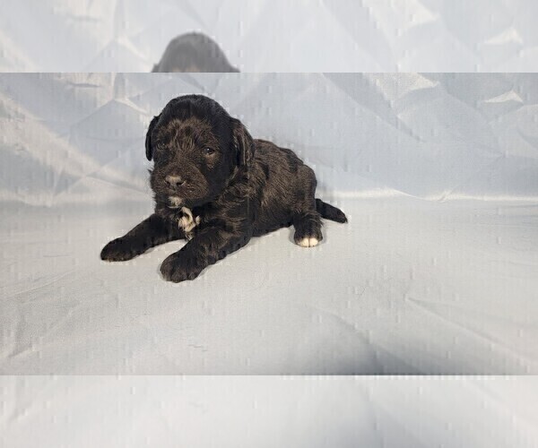 Medium Photo #39 Bernedoodle (Miniature) Puppy For Sale in PEYTON, CO, USA