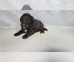 Small Photo #39 Bernedoodle (Miniature) Puppy For Sale in PEYTON, CO, USA