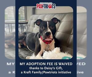 Mutt Dogs for adoption in Dedham, MA, USA