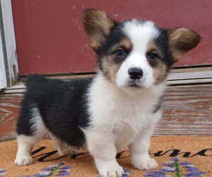 Pembroke Welsh Corgi Puppy for sale in MILTON, WI, USA