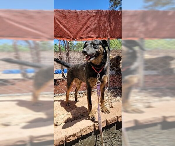 Medium Photo #5 Labrador Retriever-Unknown Mix Puppy For Sale in Cottonwood, AZ, USA