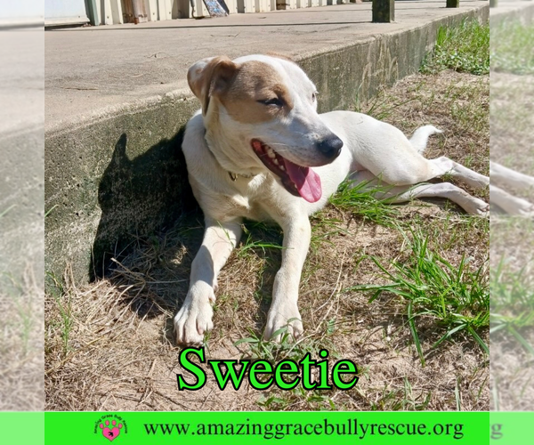 Medium Photo #7 Mutt Puppy For Sale in Pensacola, FL, USA